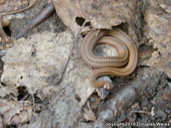 Northern Red-bellied Snake (Storeria occipitomaculata occipitomaculata)