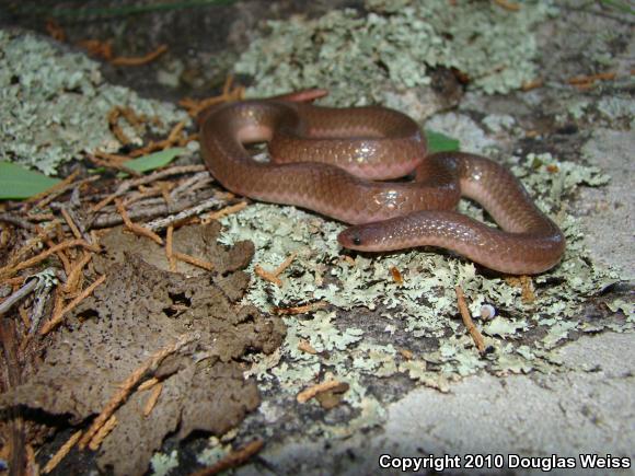 Eastern Wormsnake (Carphophis amoenus amoenus)