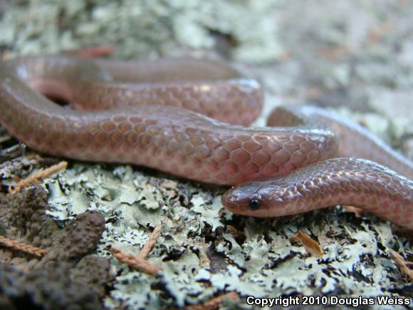 Eastern Wormsnake (Carphophis amoenus amoenus)