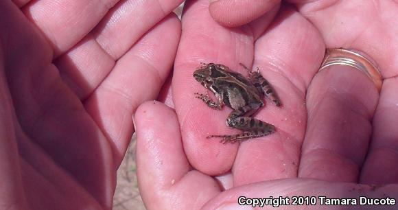 Southern Cricket Frog (Acris gryllus)