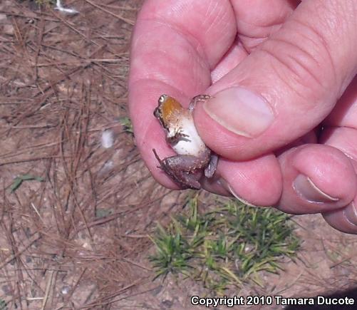 Southern Cricket Frog (Acris gryllus)