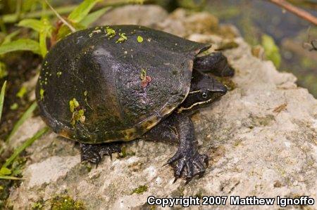 Eastern Musk Turtle (Sternotherus odoratus)