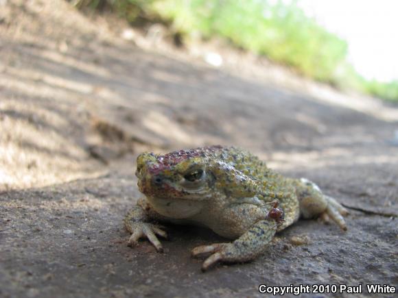 Eastern Green Toad (Anaxyrus debilis debilis)