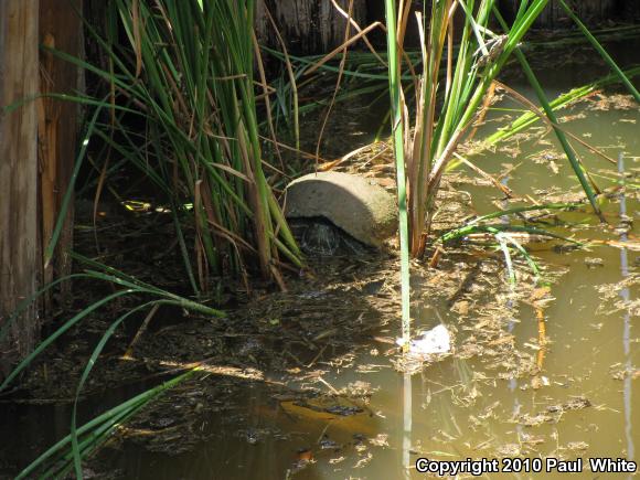 Red-eared Slider (Trachemys scripta elegans)