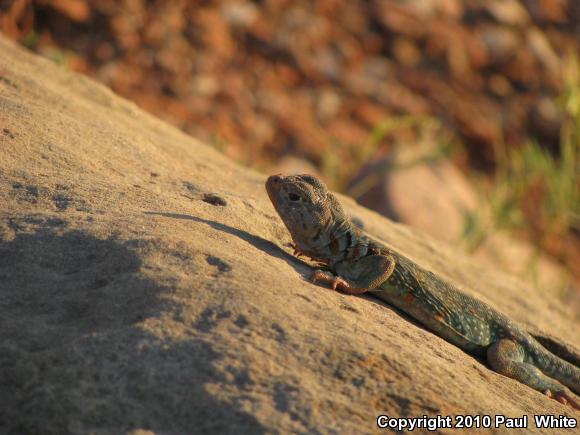 Eastern Collared Lizard (Crotaphytus collaris)