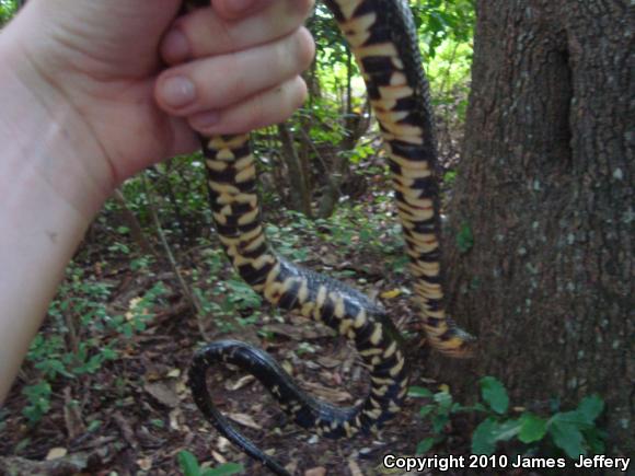 Southern Watersnake (Nerodia fasciata)