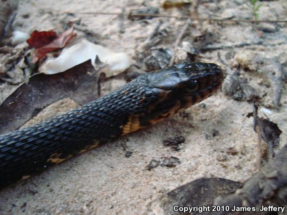 Southern Watersnake (Nerodia fasciata)