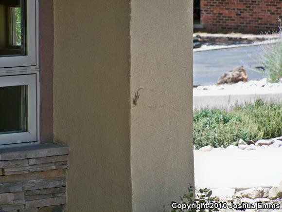 Southwestern Fence Lizard (Sceloporus cowlesi)