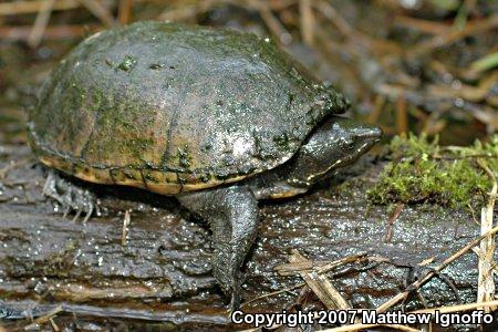 Eastern Musk Turtle (Sternotherus odoratus)