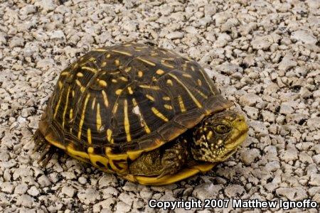 Ornate Box Turtle (Terrapene ornata ornata)