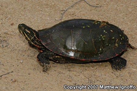 Painted Turtle (Chrysemys picta)