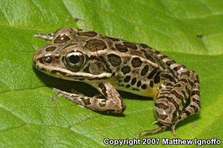 Pickerel Frog (Lithobates palustris)