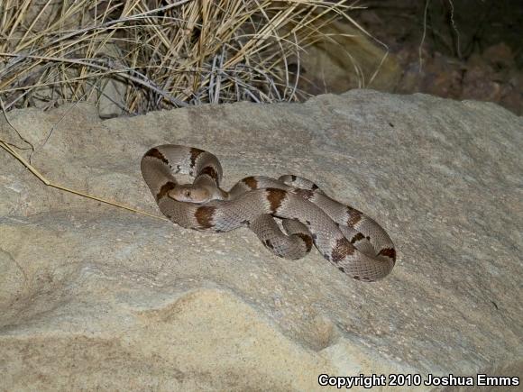 Texas Lyresnake (Trimorphodon vilkinsonii)