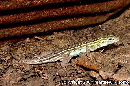 Six-lined Racerunner (Aspidoscelis sexlineata)