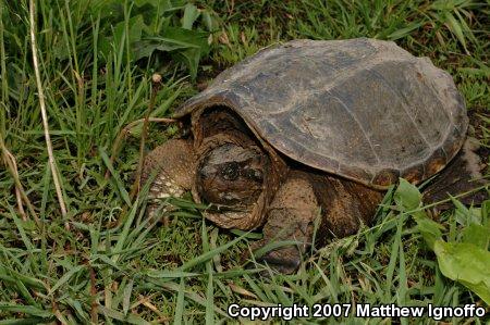 Snapping Turtle (Chelydra serpentina)