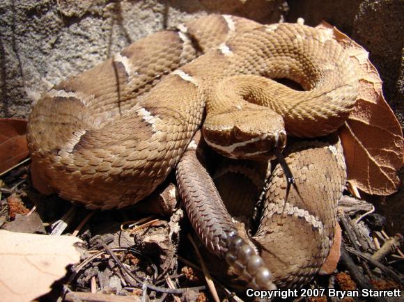 Arizona Ridge-nosed Rattlesnake (Crotalus willardi willardi)