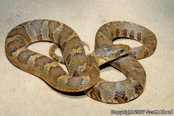 Midland Watersnake (Nerodia sipedon pleuralis)