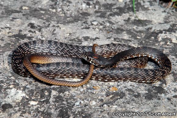 Eastern Coachwhip (Coluber flagellum flagellum)