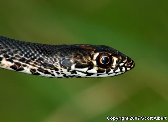 Eastern Coachwhip (Coluber flagellum flagellum)