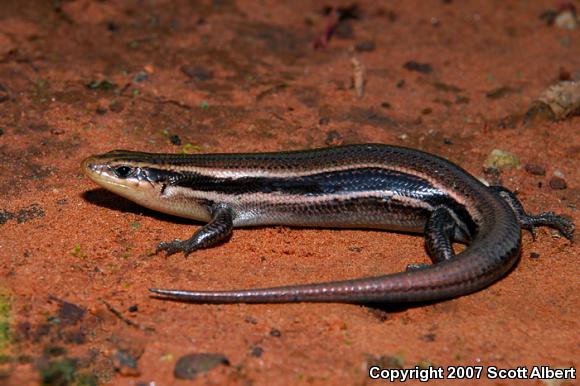 Southern Coal Skink (Plestiodon anthracinus pluvialis)