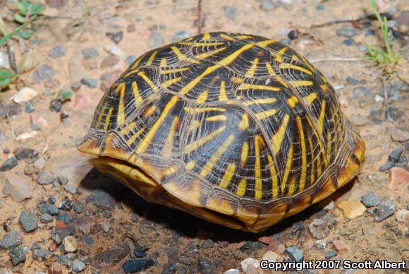 Ornate Box Turtle (Terrapene ornata ornata)