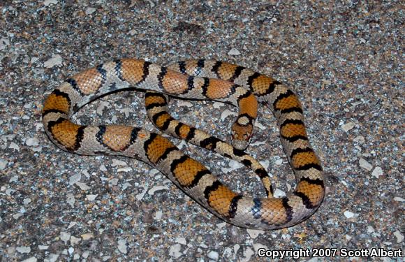 Red Milksnake (Lampropeltis triangulum syspila)