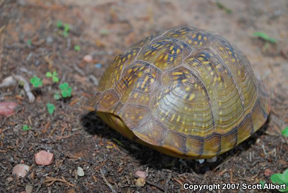 Three-toed Box Turtle (Terrapene carolina triunguis)