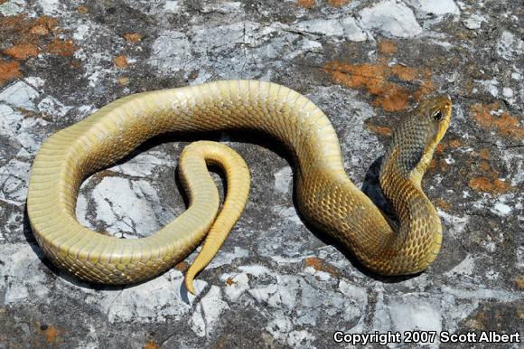 Eastern Hog-nosed Snake (Heterodon platirhinos)