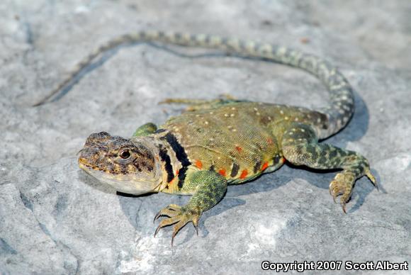 Eastern Collared Lizard (Crotaphytus collaris collaris)