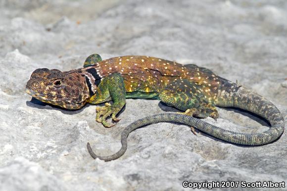Eastern Collared Lizard (Crotaphytus collaris collaris)