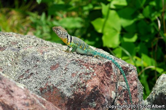 Eastern Collared Lizard (Crotaphytus collaris collaris)