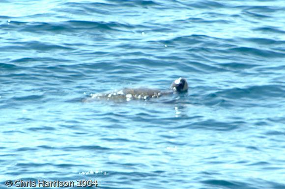 Olive Ridley Sea Turtle (Lepidochelys olivacea)