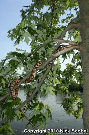 Eastern Foxsnake (Pantherophis gloydi)