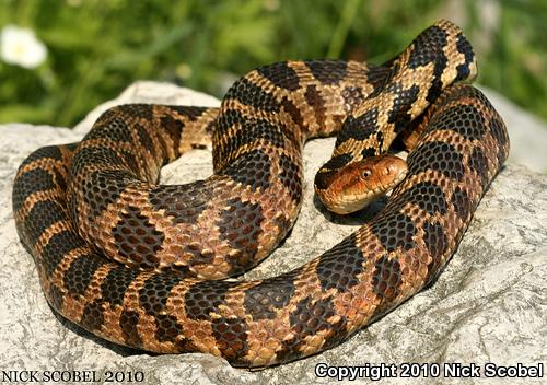 Eastern Foxsnake (Pantherophis gloydi)