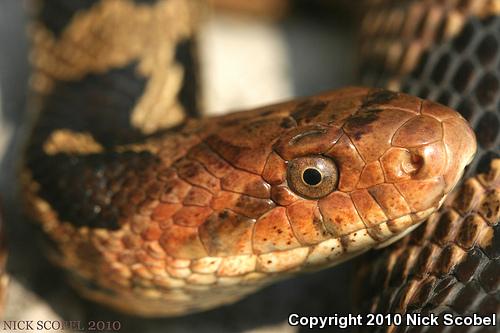 Eastern Foxsnake (Pantherophis gloydi)