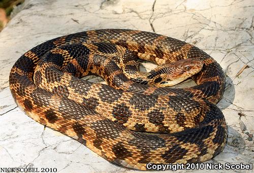 Eastern Foxsnake (Pantherophis gloydi)