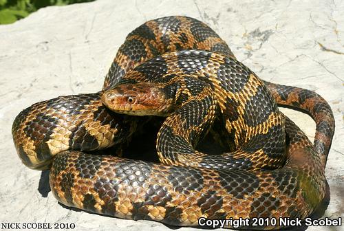 Eastern Foxsnake (Pantherophis gloydi)