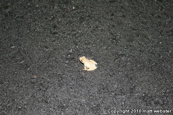 Northern Spring Peeper (Pseudacris crucifer crucifer)