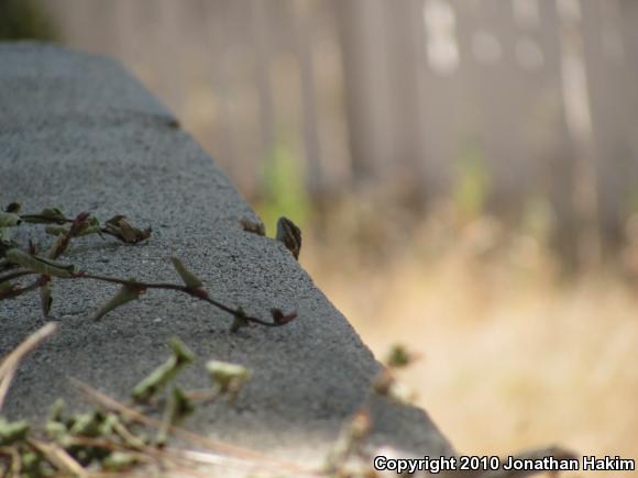 Colorado River Tree Lizard (Urosaurus ornatus symmetricus)