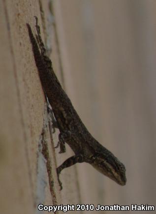 Colorado River Tree Lizard (Urosaurus ornatus symmetricus)