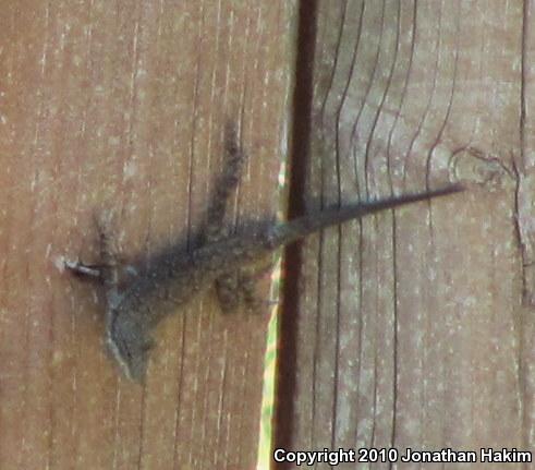 Colorado River Tree Lizard (Urosaurus ornatus symmetricus)