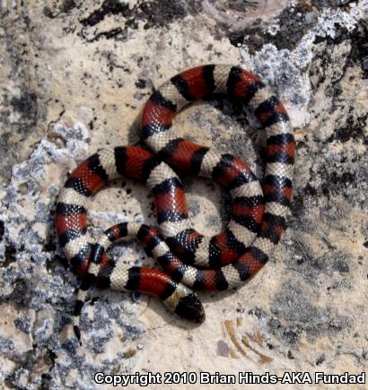 Central Plains Milksnake (Lampropeltis triangulum gentilis)