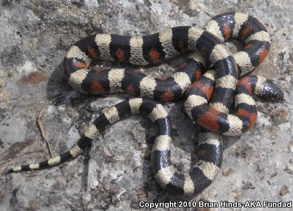 Central Plains Milksnake (Lampropeltis triangulum gentilis)