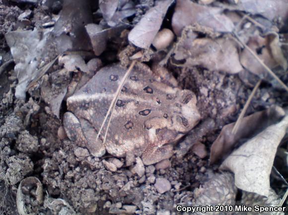 Fowler's Toad (Anaxyrus fowleri)