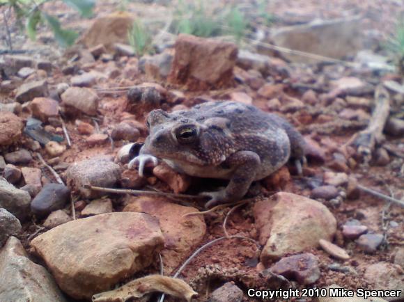 Fowler's Toad (Anaxyrus fowleri)