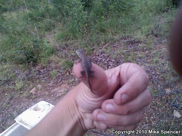 Prairie Lizard (Sceloporus consobrinus)