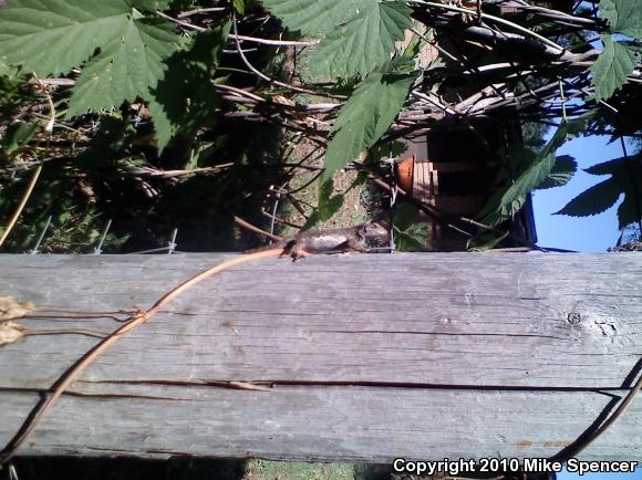 NorthWestern Fence Lizard (Sceloporus occidentalis occidentalis)