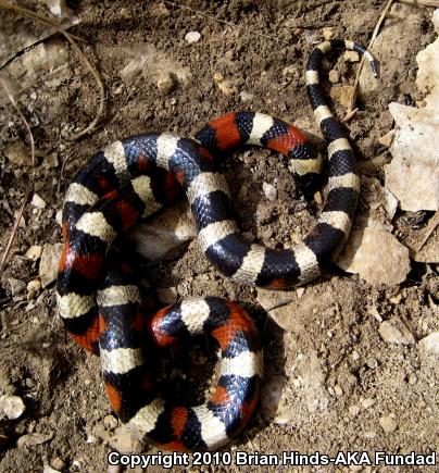 Central Plains Milksnake (Lampropeltis triangulum gentilis)