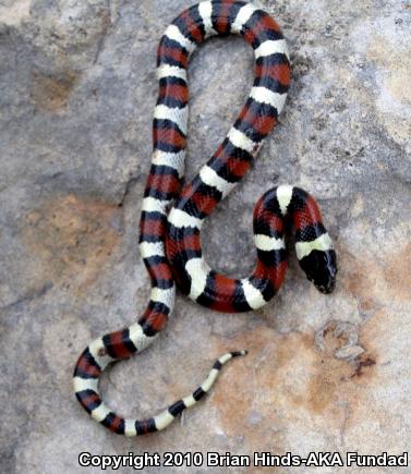 Central Plains Milksnake (Lampropeltis triangulum gentilis)