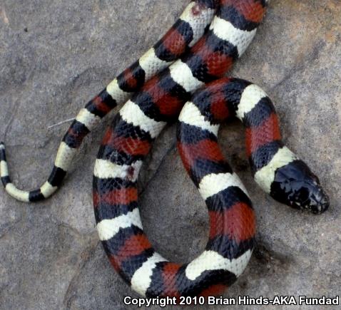 Central Plains Milksnake (Lampropeltis triangulum gentilis)